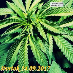 Konvergencie 20 (Marihuana)