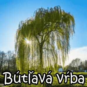 Bútľavá vŕba 37