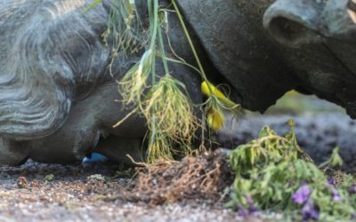 Kanadští indiáni objevili tisíc dětských hrobů. Země odkrývá krvavé dědictví převýchovných škol