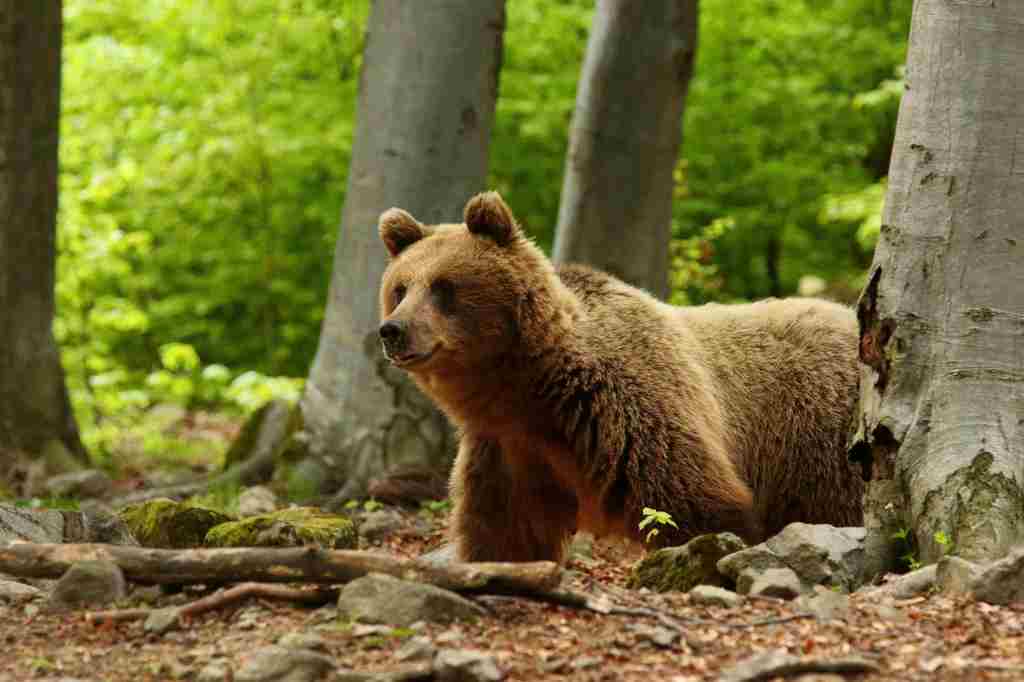 Po napadnutí medveďom na Poľane utrpeli zranenia dve osoby. 7